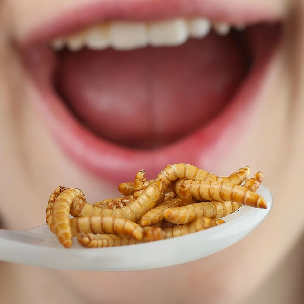 Insectes Comestibles : Vers De Farine Au Curry 5 Insectes Comestibles : Vers De Farine Au Curry – Image 3